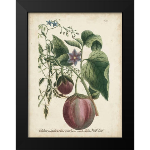 Exotic Weinmann Botanical IV Black Modern Wood Framed Art Print by Weinmann