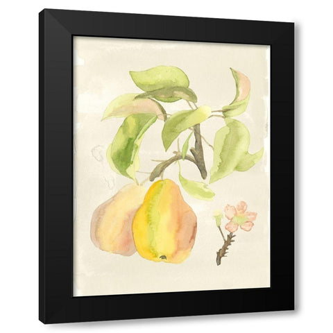 Custom Watercolor Fruit III (ASH) Black Modern Wood Framed Art Print by McCavitt, Naomi