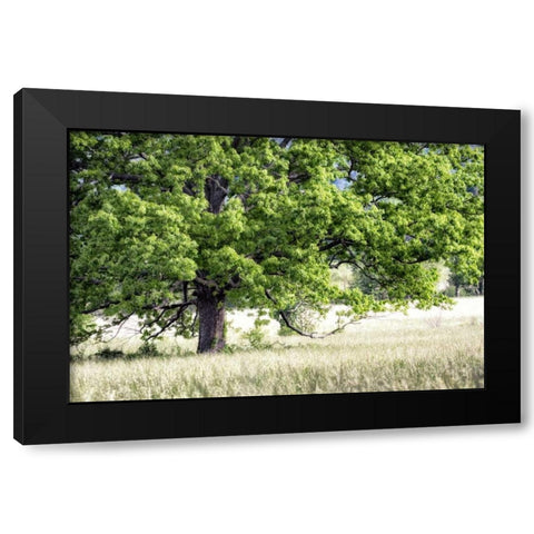 Tree in Summer Black Modern Wood Framed Art Print by Head, Danny