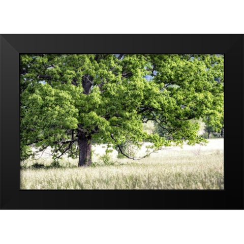 Tree in Summer Black Modern Wood Framed Art Print by Head, Danny