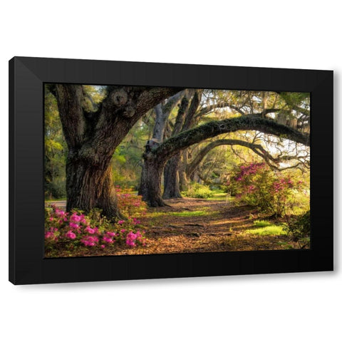 Under the Live Oaks I Black Modern Wood Framed Art Print by Head, Danny