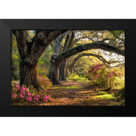 Under the Live Oaks I Black Modern Wood Framed Art Print by Head, Danny