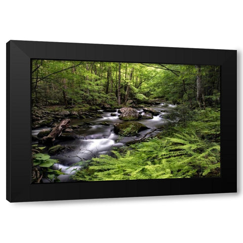 Fern Bank Black Modern Wood Framed Art Print by Head, Danny