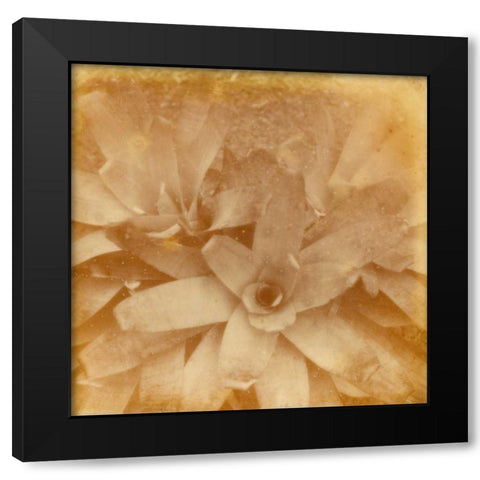 Halia Aloha I Black Modern Wood Framed Art Print by Johnson, Jason
