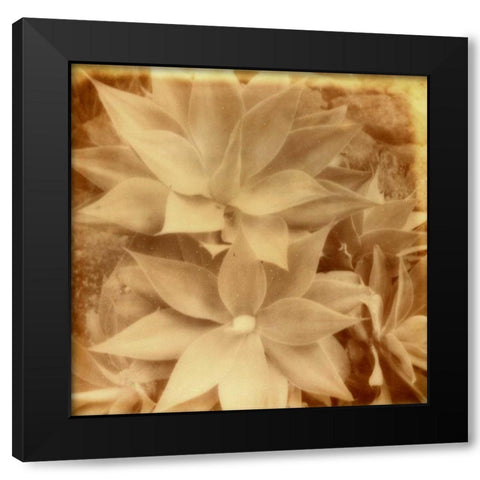 Halia Aloha IV Black Modern Wood Framed Art Print with Double Matting by Johnson, Jason