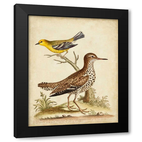 Antique Bird Menagerie I Black Modern Wood Framed Art Print by Edwards, George