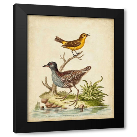 Antique Bird Menagerie II Black Modern Wood Framed Art Print with Double Matting by Edwards, George