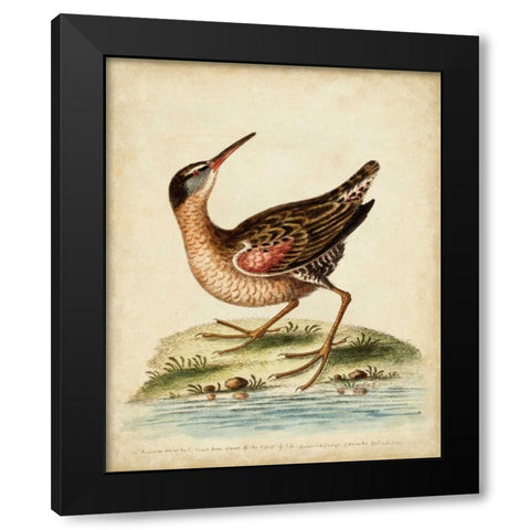 Antique Bird Menagerie IV Black Modern Wood Framed Art Print by Edwards, George