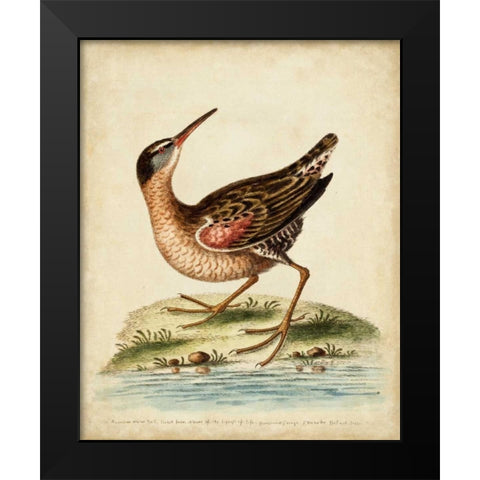 Antique Bird Menagerie IV Black Modern Wood Framed Art Print by Edwards, George