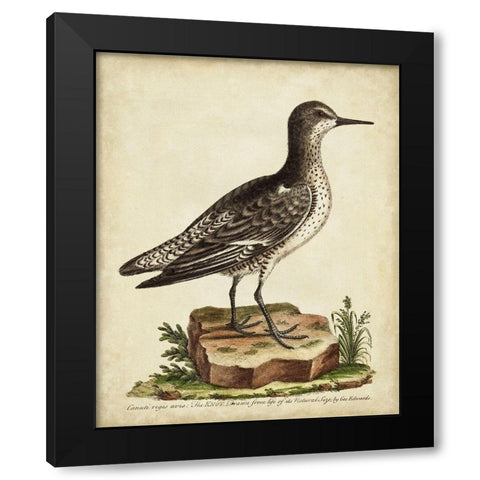 Antique Bird Menagerie V Black Modern Wood Framed Art Print with Double Matting by Edwards, George