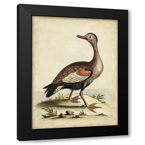Antique Bird Menagerie VI Black Modern Wood Framed Art Print by Edwards, George