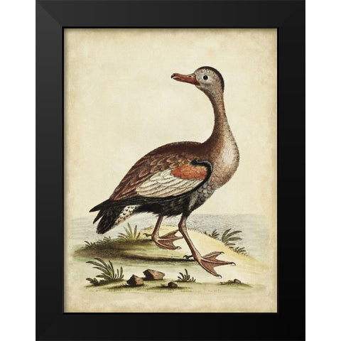 Antique Bird Menagerie VI Black Modern Wood Framed Art Print by Edwards, George