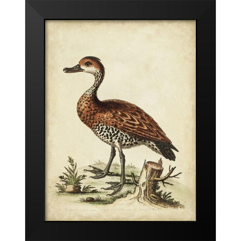 Antique Bird Menagerie VIII Black Modern Wood Framed Art Print by Edwards, George