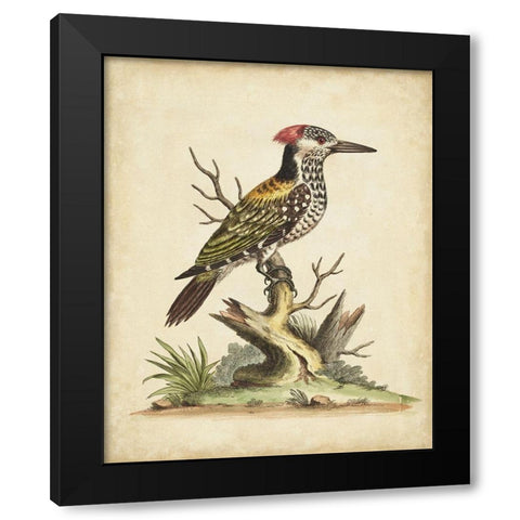 UA CH Edwards Woodpecker Black Modern Wood Framed Art Print by Edwards, George
