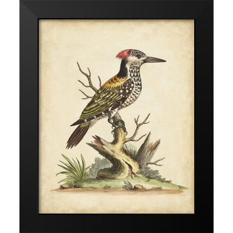 UA CH Edwards Woodpecker Black Modern Wood Framed Art Print by Edwards, George
