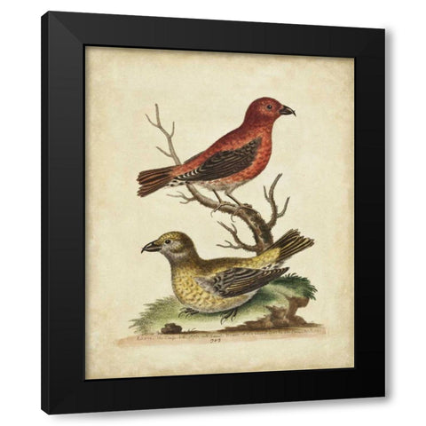 Edwards Cross Bills Black Modern Wood Framed Art Print with Double Matting by Edwards, George