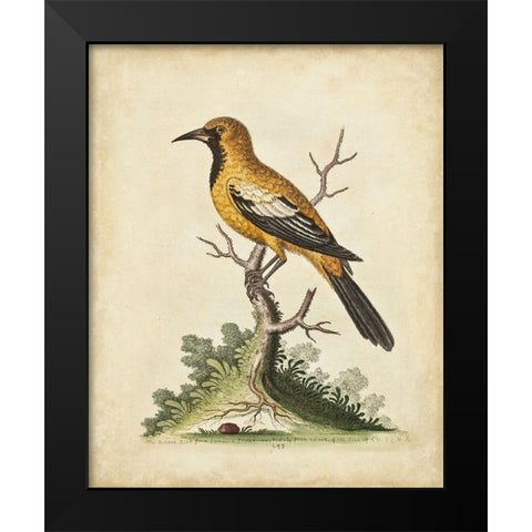 UA CH Edwards Gold Finch Black Modern Wood Framed Art Print by Edwards, George