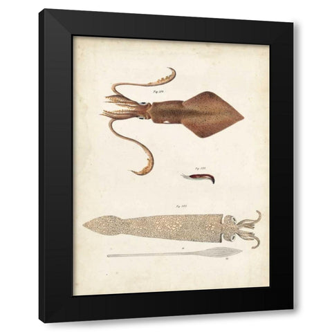 Ocean Curiosities II Black Modern Wood Framed Art Print by Dekay