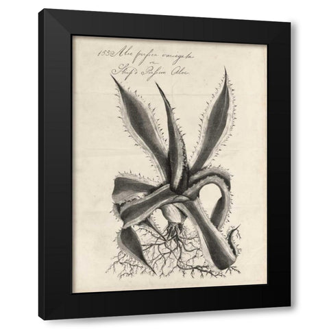 Thornton Succulents III Black Modern Wood Framed Art Print with Double Matting by Thornton, Robert J.