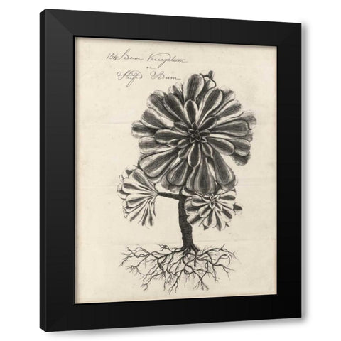 Thornton Succulents IV Black Modern Wood Framed Art Print by Thornton, Robert J.