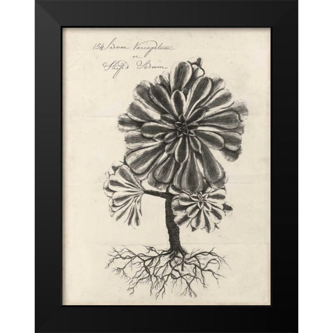 Thornton Succulents IV Black Modern Wood Framed Art Print by Thornton, Robert J.