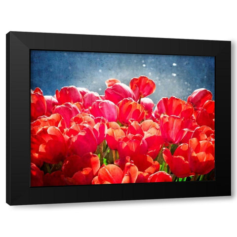 Fuchsia Tulips I Black Modern Wood Framed Art Print with Double Matting by Perry, Rachel