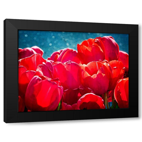 Fuchsia Tulips II Black Modern Wood Framed Art Print with Double Matting by Perry, Rachel