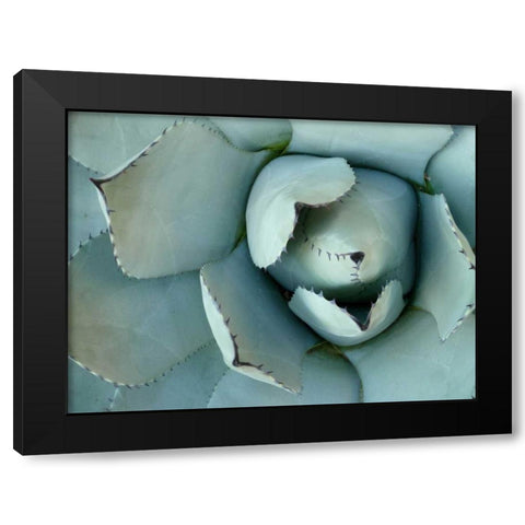 Agave Detail II Black Modern Wood Framed Art Print by Alison Jerry