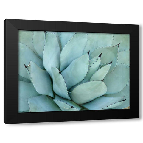 Agave Detail IV Black Modern Wood Framed Art Print by Alison Jerry