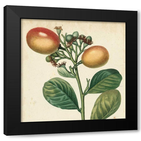 Garden Bounty I Black Modern Wood Framed Art Print with Double Matting by Vision Studio