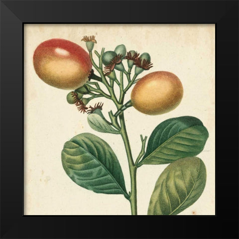 Garden Bounty I Black Modern Wood Framed Art Print by Vision Studio