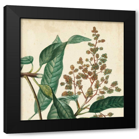 Garden Bounty II Black Modern Wood Framed Art Print with Double Matting by Vision Studio