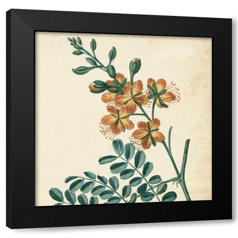 Garden Bounty III Black Modern Wood Framed Art Print by Vision Studio