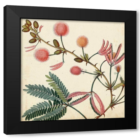 Garden Bounty IV Black Modern Wood Framed Art Print with Double Matting by Vision Studio