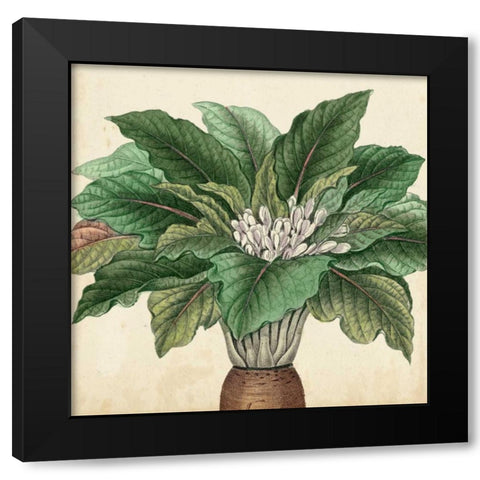 Garden Bounty V Black Modern Wood Framed Art Print with Double Matting by Vision Studio