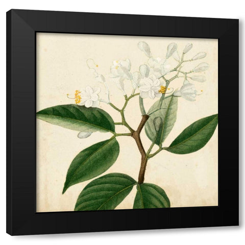 Garden Bounty VI Black Modern Wood Framed Art Print with Double Matting by Vision Studio