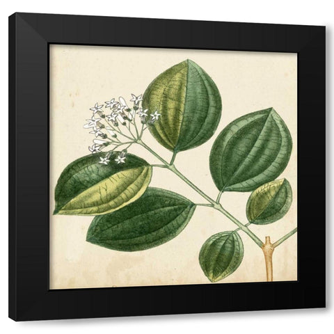 Garden Bounty VII Black Modern Wood Framed Art Print with Double Matting by Vision Studio