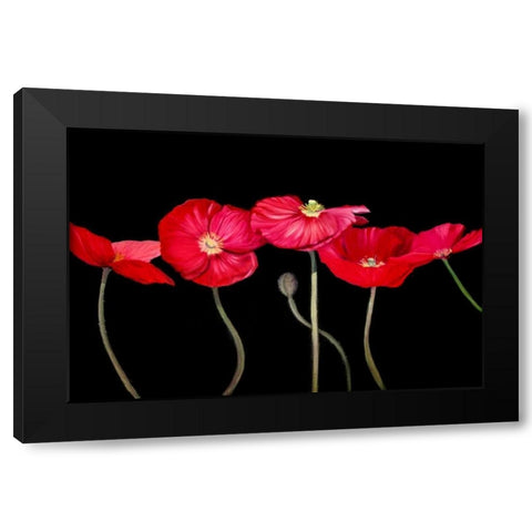 Dramatic Poppies Black Modern Wood Framed Art Print with Double Matting by Iafrate, Sandra