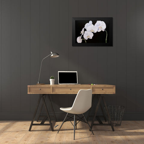 Dramatic Orchids I Black Modern Wood Framed Art Print by Iafrate, Sandra