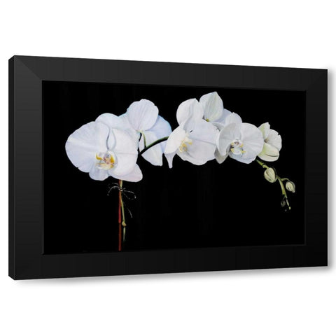 Dramatic Orchids II Black Modern Wood Framed Art Print by Iafrate, Sandra