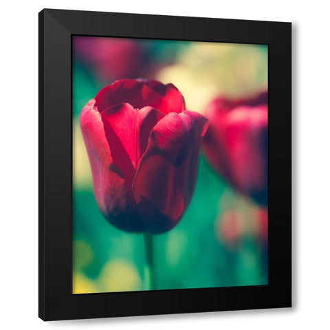 Tulip Sway I Black Modern Wood Framed Art Print by Quintero, Sonja
