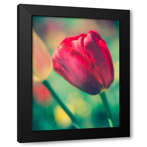 Tulip Sway II Black Modern Wood Framed Art Print with Double Matting by Quintero, Sonja