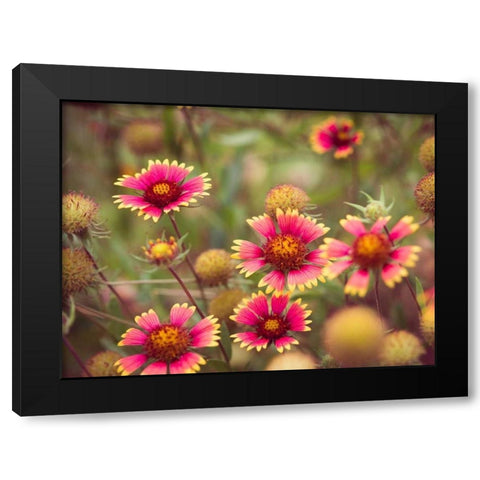 Wild Blooms II Black Modern Wood Framed Art Print with Double Matting by Quintero, Sonja