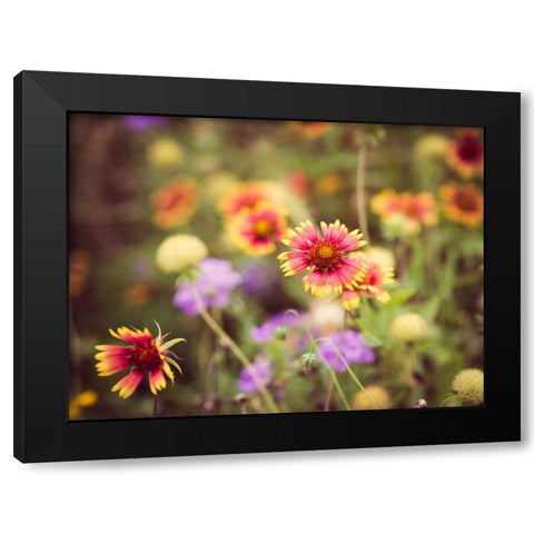 Wild Blooms III Black Modern Wood Framed Art Print with Double Matting by Quintero, Sonja