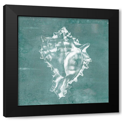 Solitary Shell I Black Modern Wood Framed Art Print with Double Matting by Goldberger, Jennifer