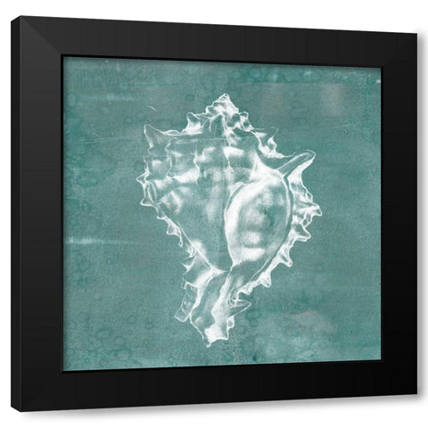 Solitary Shell I Black Modern Wood Framed Art Print by Goldberger, Jennifer