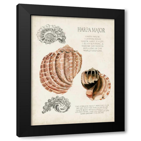 Seashell Field Notes II Black Modern Wood Framed Art Print with Double Matting by McCavitt, Naomi