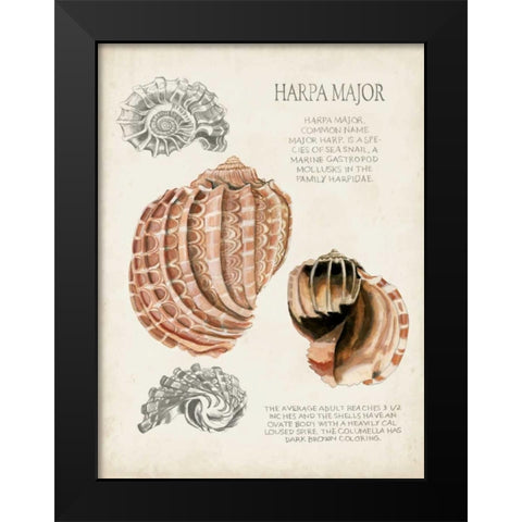 Seashell Field Notes II Black Modern Wood Framed Art Print by McCavitt, Naomi