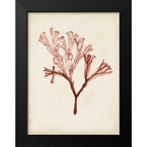 Seaweed Specimens V Black Modern Wood Framed Art Print by McCavitt, Naomi