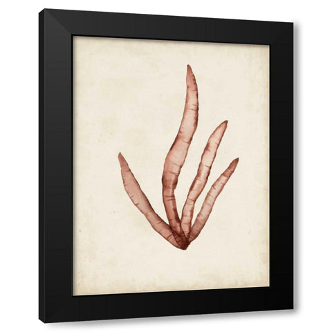 Seaweed Specimens VIII Black Modern Wood Framed Art Print by McCavitt, Naomi